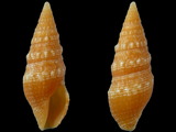 Clavus paitruelis