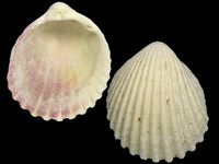 Variation1665