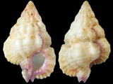 Variation46684