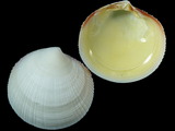Variation26691