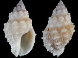 Variation26695