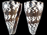 Variation26697