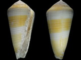 Variation16699