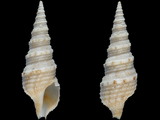 Lophiotoma albina