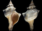 Pleuroploca trapezium