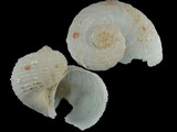 Vanikoro liotiidiformis