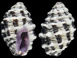 Morula aspera