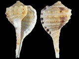 Cymatium oboesum