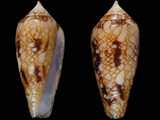 Conus legatus