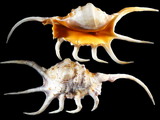 Variation26789