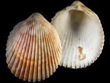 Vasticardium assimile