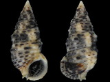 Clypeomorus tuberculatus