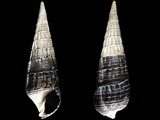 Variation26851