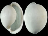 Variation26869