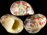 Variation36896