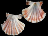 Mirapecten mirificus