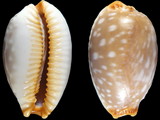 Cypraea limacina