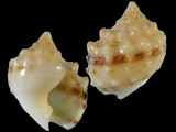 Variation26946