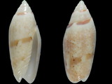 Oliva panniculata