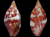 Variation36952