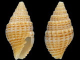 Vexillum aureolatum