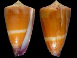 Conus circumactus