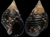 Planaxis sulcatus