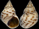 Littoraria undulata