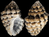 Variation26995