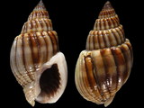 Variation26999