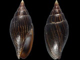 Strigatella pica