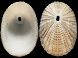 Variation27033