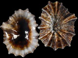 Siphonaria ferruginea