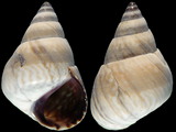 Variation27038