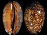 Cypraea arabica