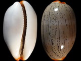 Cypraea isabella