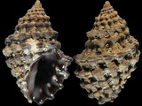 Variation37065