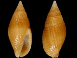 Nebularia pellisserpentis