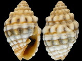 Vexillum cancellarioides