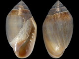 Melampus lividus