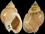 Nassarius mutabilis