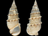 Variation47149