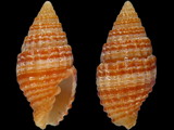 Vexillum unifasciale