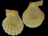 Variation37207