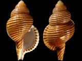 Linatella succincta