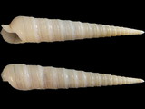 Variation27224