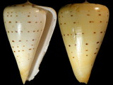 Variation27227