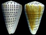 Conus leopardus