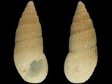 Rissoina ambigua