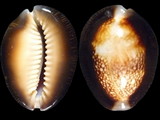Variation27265
